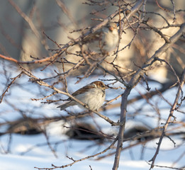 sparrow in nature