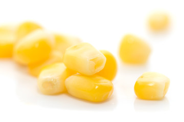 corn on a white background. close-up