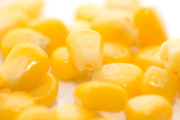 corn on a white background. close-up