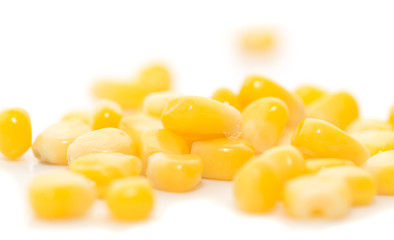 corn on a white background. close-up