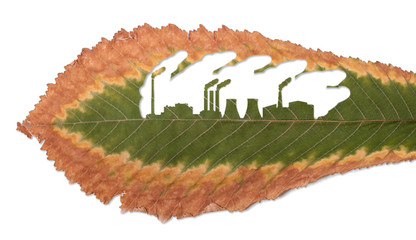 Chestnut Wilted Leaf