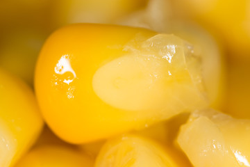 Raw canned corn texture wallpaper