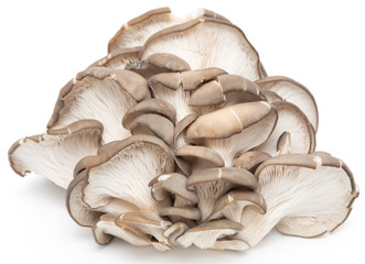 Oyster mushrooms on a white background