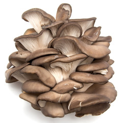 Oyster mushrooms on a white background