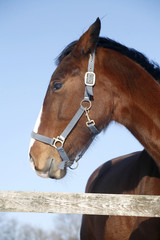 Obraz premium Portrait of a nice purebred gelding horse winter corral