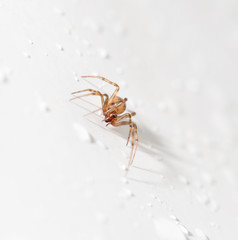spider with water droplets on white. close-up
