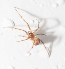 spider with water droplets on white. close-up