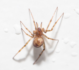 spider with water droplets on white. close-up