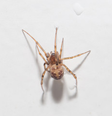 spider with water droplets on white. close-up