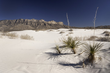 Salt Basin Dunes in Guadalupe Mountains National Park