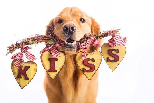 Valentine's Day Dog holding sign that says KISS