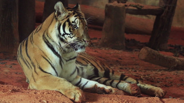 A tiger laying down.