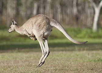 Poster de jardin Kangourou Outback de kangourous rouges Queensland, Australie