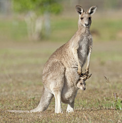 Rode kangoeroes outback Queensland, Australië