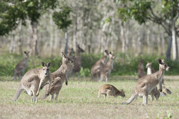 Red kangaroos outback Queensland,Australia