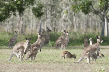 Crédence de cuisine en verre imprimé Kangourou Red kangaroos outback Queensland,Australia