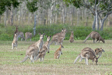 Naklejka na ściany i meble Red kangaroos outback Queensland,Australia