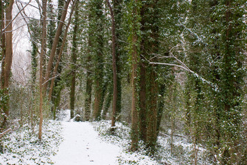 Winter Path