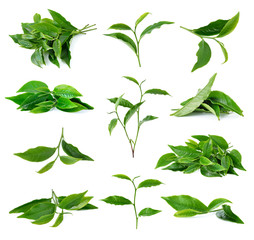 tea leaf isolated on white background