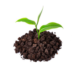 green tea leaf isolated on white background