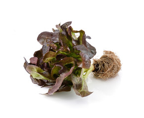 red oak leaf lettuce on a white background