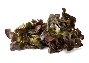 red oak leaf lettuce on a white background