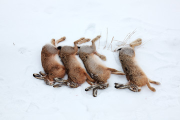 Four hares killed by hunter