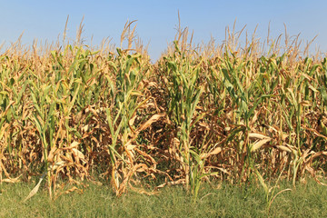 Corn field