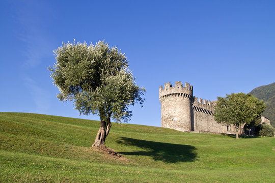 Olive tree near a castle in Bellinzona