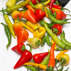 Chilli pepper