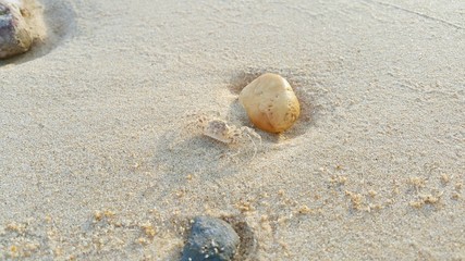 A small crab on the beach