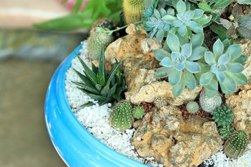 close up cactus