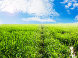 green grass and blue sky