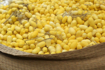 cocoon silkworm many silk worm