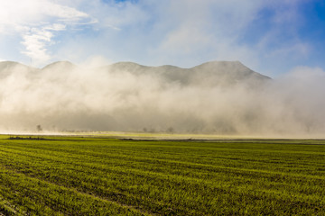 Taurus Mountain and wheat field Landscape, Turkey