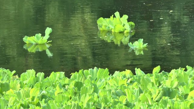 The movement of river water and water plants