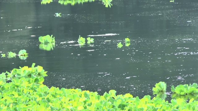 The movement of river water and water plants