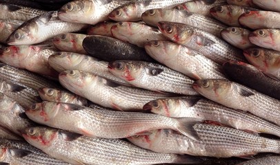 Grey Mullet Fish for Sale at the Fishmarket