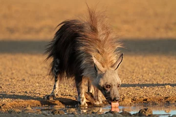 Wandcirkels aluminium Bruine hyena (Hyaena brunnea), Kalahari-woestijn © EcoView