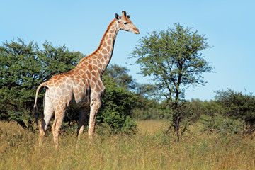 Naklejka na ściany i meble Giraffe in natural habitat
