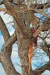 Leopard with prey,  Sabie-Sand nature reserve