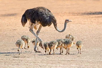 Fotobehang Struisvogel Struisvogel met kuikens, Kalahari-woestijn