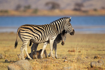 Plains Zebras, Pilanesberg National Park