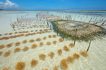 Seaweed farming, Zanzibar island, Tanzania - obrazy, fototapety, plakaty