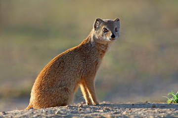 Yellow mongoose (Cynictus penicillata), Kalahari desert