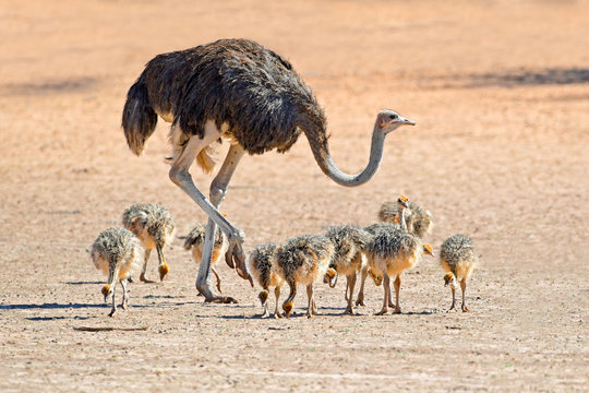 Ostrich with chicks, Kalahari desert