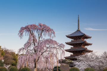 Obraz premium Świątynia Toji wiosną