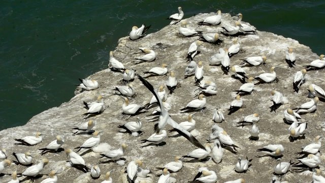 Muriwai gannet colony - New Zealand