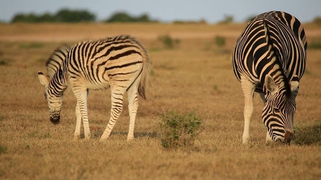Plains zebra mare with foal in natural habitat
