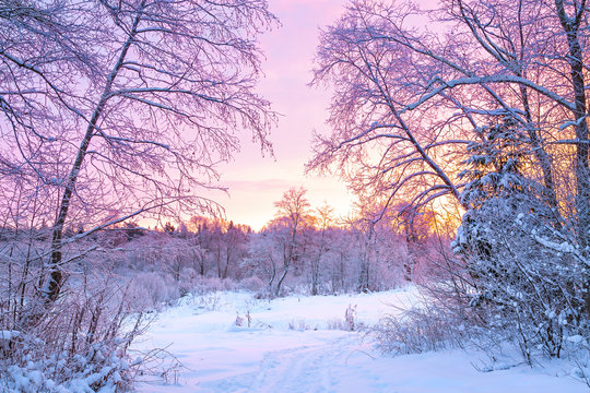 winter night landscape with sunset in the forest